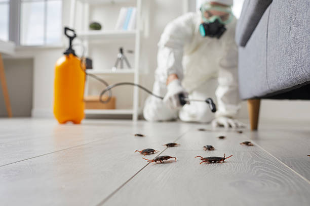 Affordable Termite Control solutions in Mahnomen, MN